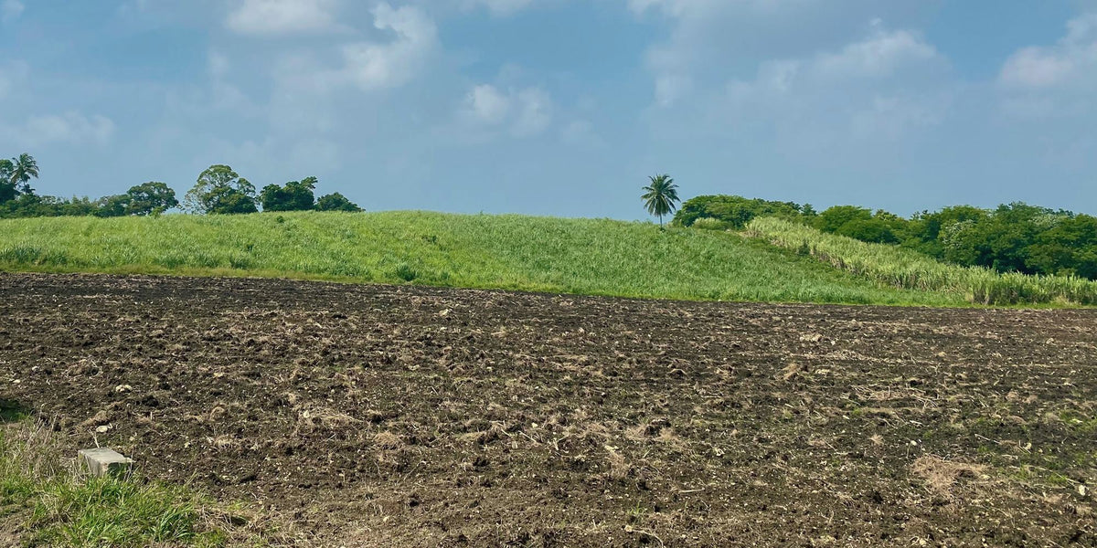 Red soil and green cane fields on Marie-Galante